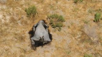 博茨瓦纳数百头大象神秘死亡，专家认为可排除投毒偷猎等可能