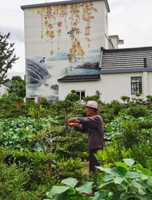 茅锦昌老伯在自家黄杨园里修剪枝叶。