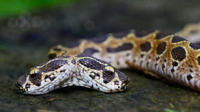 罕见！印度发现双头拉塞尔蝰蛇