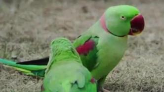 小伙买卖鹦鹉获刑6年，律师：贩卖人工养殖的珍稀动物也违法