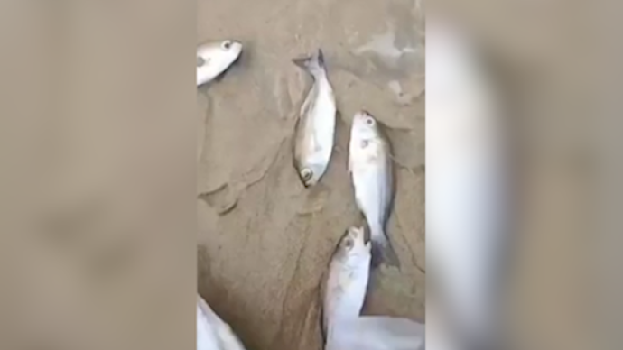 广东一海岛沙滩现大量死鱼，原因不明