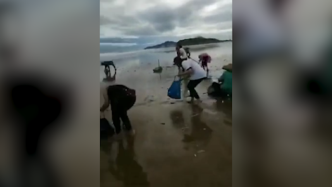 广东一海岛沙滩现大量死鱼，有游客拾捡