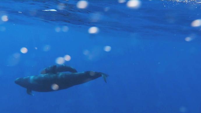 南海寻鲸记：鲸类科考对我们意味着什么