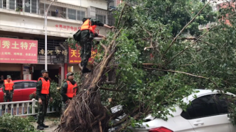 台风后武警上街清障：锯开横在路上的树木恢复交通