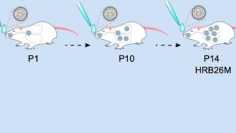 哈兽研建立新冠小鼠模型，病毒能同时在上下呼吸道有效复制