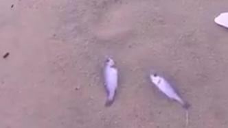 广东海陵岛现大量死鱼，相关部门不建议食用