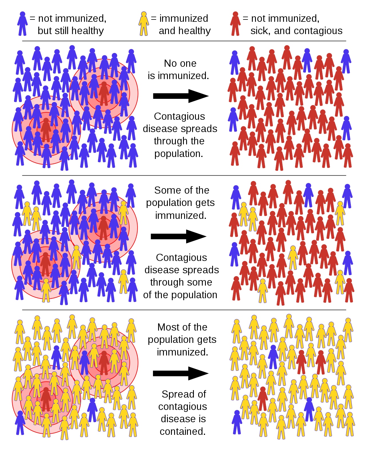 群体免疫原理示意图。紫色代表未对某种传染病具有免疫力但健康的人，黄色代表已经免疫且健康的人，红色代表未免疫、患病且有传染力的人。图片来源：Wikimedia Commons