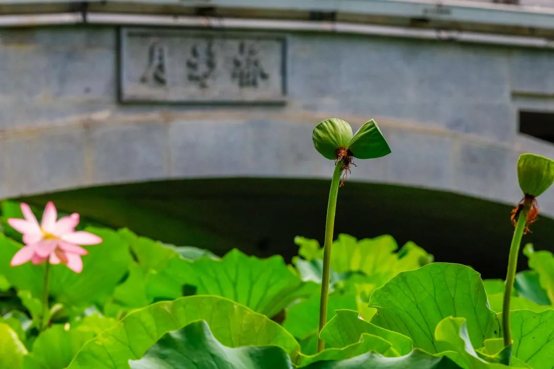 南京玄武湖月影桥边的并蒂莲莲蓬。玄武湖景区供图