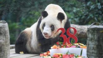 最长寿大熊猫“新星”庆祝38岁生日：相当人类年龄110岁