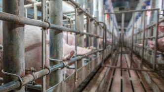 农业农村部：7月份生猪存栏首次实现同比增长