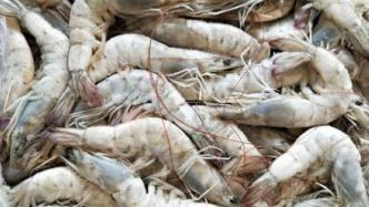 海关总署发布进口厄瓜多尔冻虾检验检疫要求，包括生产运输等环节