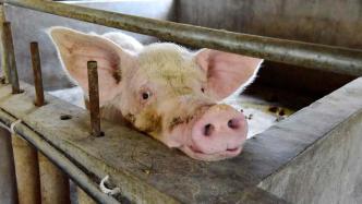 傲农生物上半年净利增长1479%：猪价上涨、养殖规模扩大