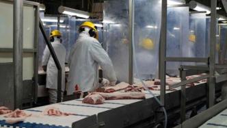加拿大枫叶食品公司暂停向中国出口猪肉：数十名员工确诊新冠