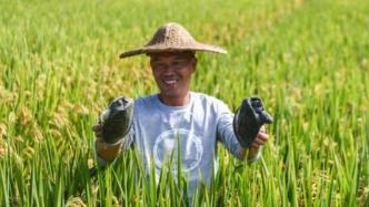 统计局：今年全国早稻总产量扭转连续7年下滑态势