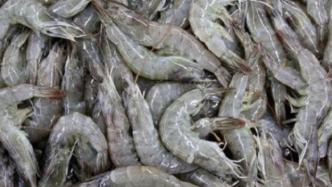 苏州排查厄瓜多尔冷冻南美白虾：以熟食方式售完，检测均阴性