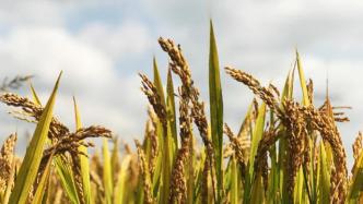 南方洪涝对水稻生产影响几何？专家调研：依然有望丰收