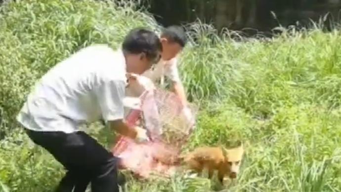 庐山一赤狐因偷鸡偷衣物被捉，被送动物园