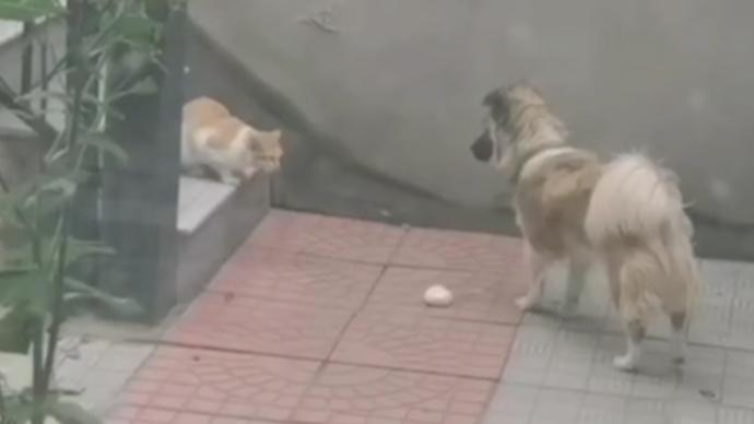 宠物狗将肉包子叼给流浪猫，还特意躲远观察