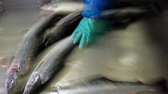 挪威生产商69万条喂食抗生素三文鱼逃逸，智利开巨额罚单