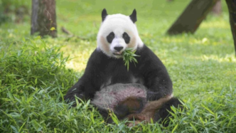 22岁高龄旅美大熊猫“美香”顺利诞下第四胎