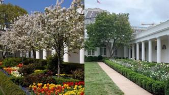 美国第一夫人翻新白宫玫瑰园，审美遭群嘲