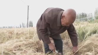 研究冬小麦20年，“草根”农学家自费200万