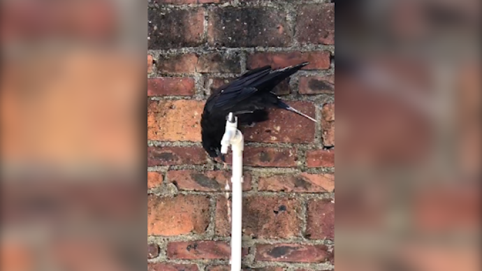 烏鴉嘴腳配合自己開水龍頭喝水,網(wǎng)友:教材要改版了