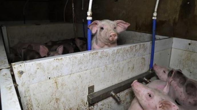 英国一养猪场环境曝光：活猪瘦骨嶙峋，死猪惨遭分食