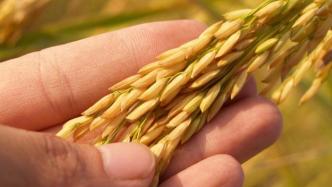 我国稻麦库存均能满足1年以上需求