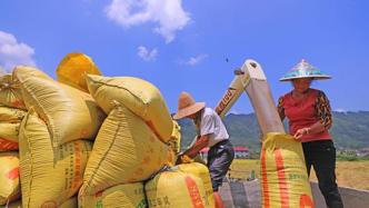 农业农村部：秋粮面积增加、长势总体正常，丰收有一定基础