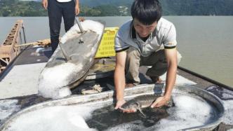 甘肃200万斤鲟鱼被洪水冲入四川：村民捕捞，养殖企业回购