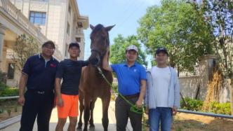 福建晋江下海救人的第三匹英雄马“将军”已经痊愈