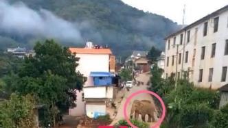 云南澜沧县一村民被野象攻击不幸死亡，当地新增9名监测员