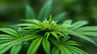 工业大麻如何兴利除弊：目前只云南黑龙江两省种植生产合法化