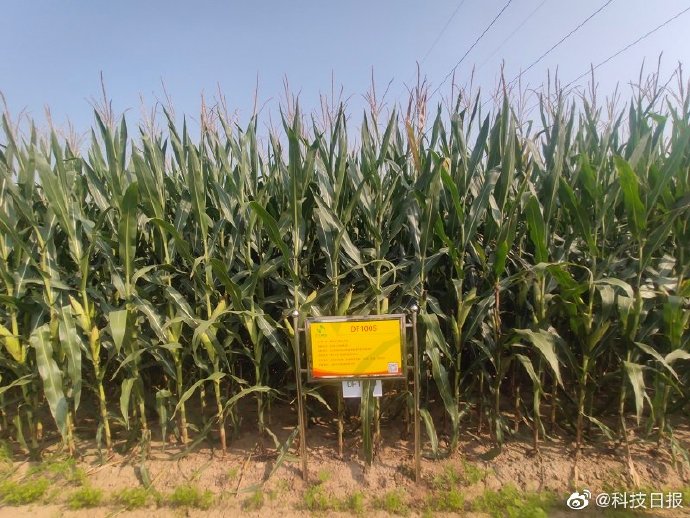 专家单倍体快速育种技术将玉米育种进程缩短3年至5年