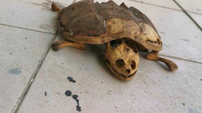 武汉一大学生返校发现宠物龟仅剩骨架：8个月未回宿舍
