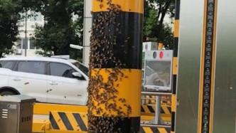 上万只蜜蜂滞留收费站，工作人员借“蜂王”解围