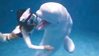 宁波海洋世界白鲸咬破潜水者衣服，园方否认攻击称与人玩耍