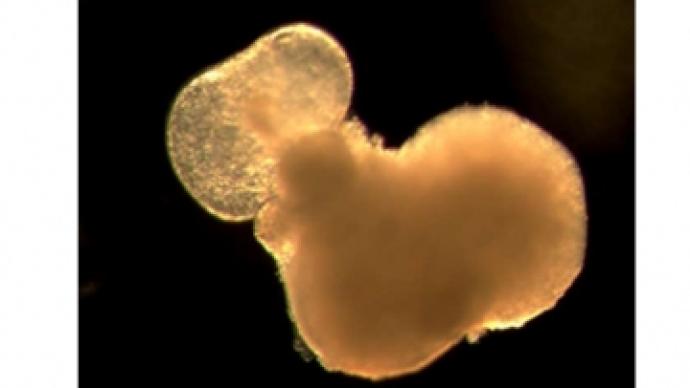 胚胎干细胞制成的心脏：尺寸约1毫米可搏动