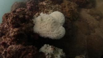 拯救珊瑚｜海水温度升高，北部湾大量珊瑚白化面临死亡