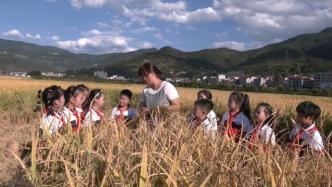 老師帶小學(xué)生稻田上課：感受糧食來之不易