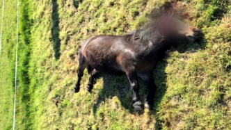 法国马匹连遭暴力杀害，警方公开嫌犯画像