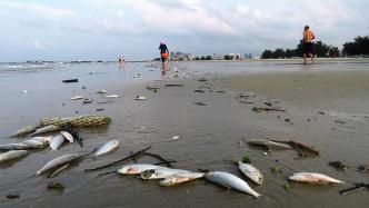 广西北海银滩景区现大量死鱼绵延近4公里，当地介入调查