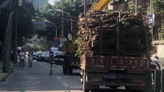 成都官方回应桂花巷行道树被砍完：施工单位擅自野蛮砍伐