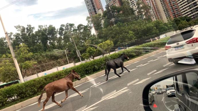 私奔？深圳一黑一棕两头骡子车流中奔走