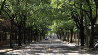 上海2020年拟创建22条（段）林荫道，今起正式公示