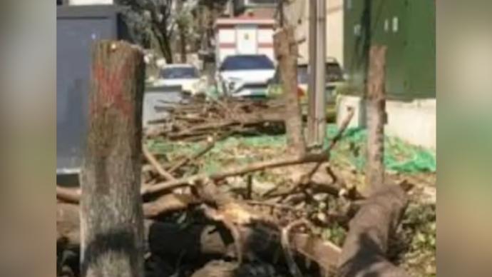 成都百年桂花巷行道树被野蛮砍伐，当地立案调查