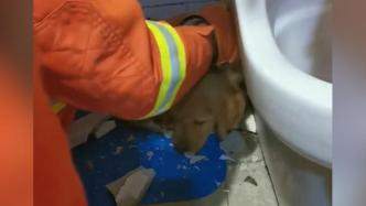 金毛幼犬钻马桶被困，消防员温柔救出