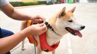 走失柴犬消防队里安新家成“团宠”，网友取名“小火柴”