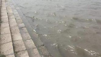黑龙江省四条大江大河达到或超警戒水位，多地开展抢险等工作